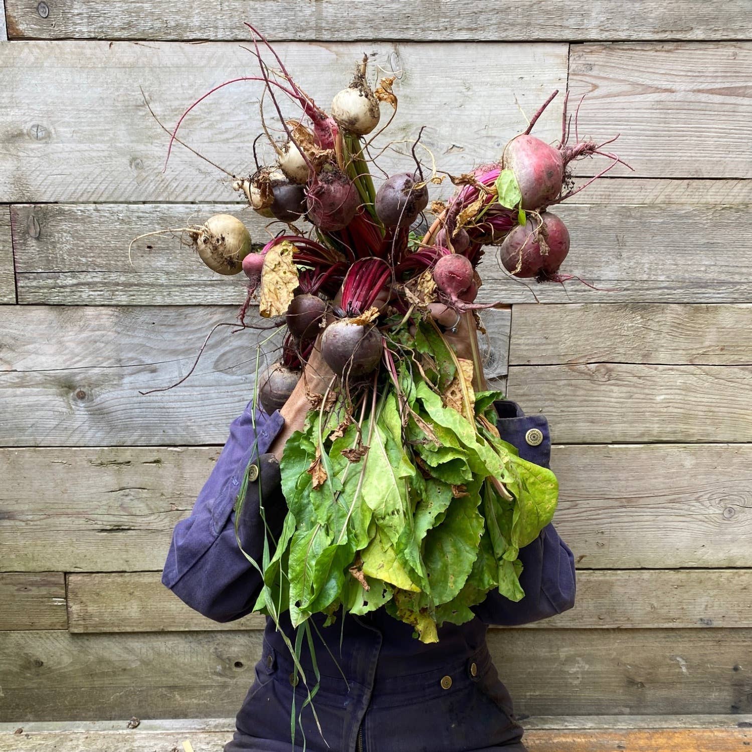 Petra Boase Beetroot Greetings Card