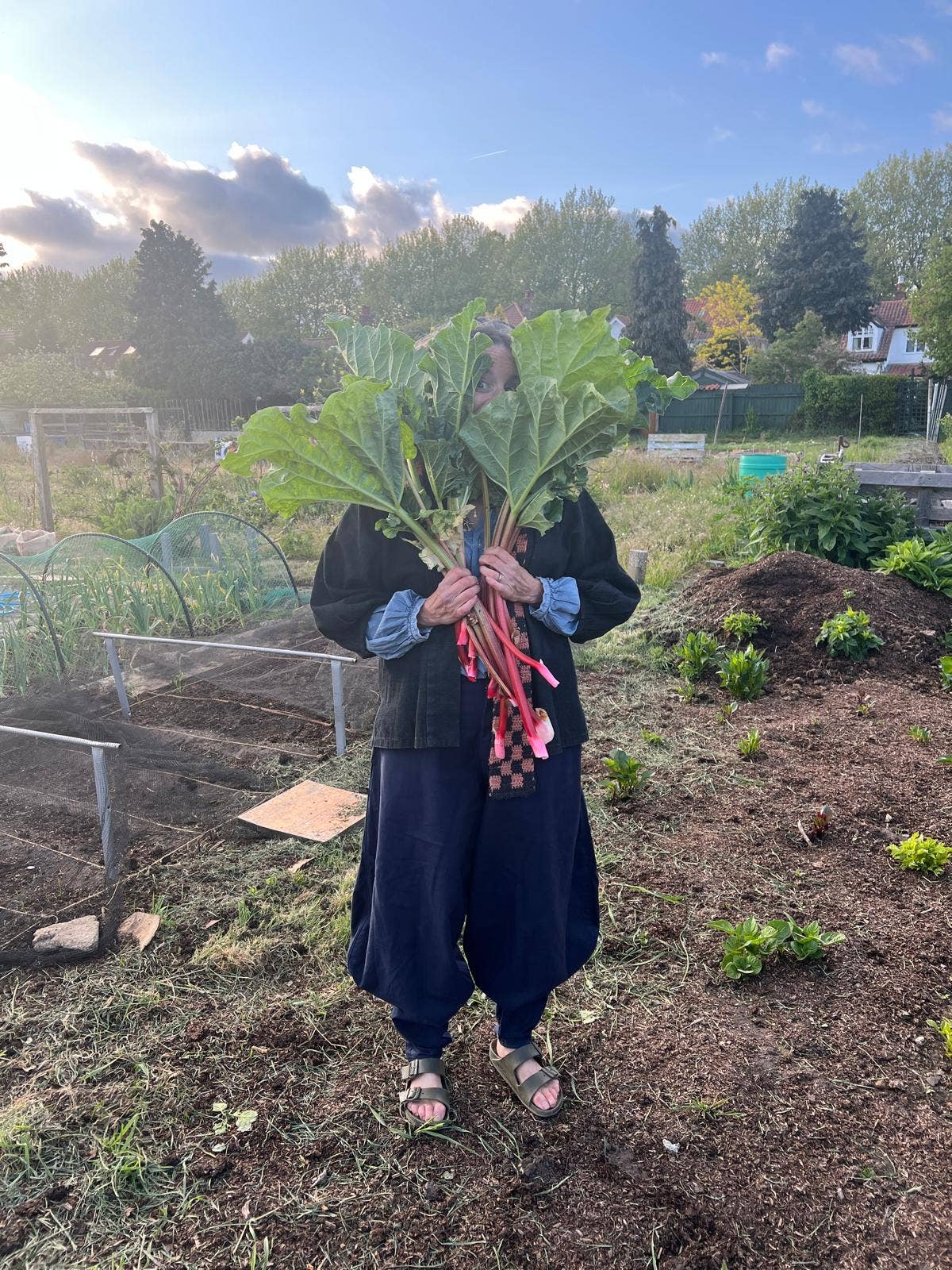 Petra Boase Rhubarb Greetings Card