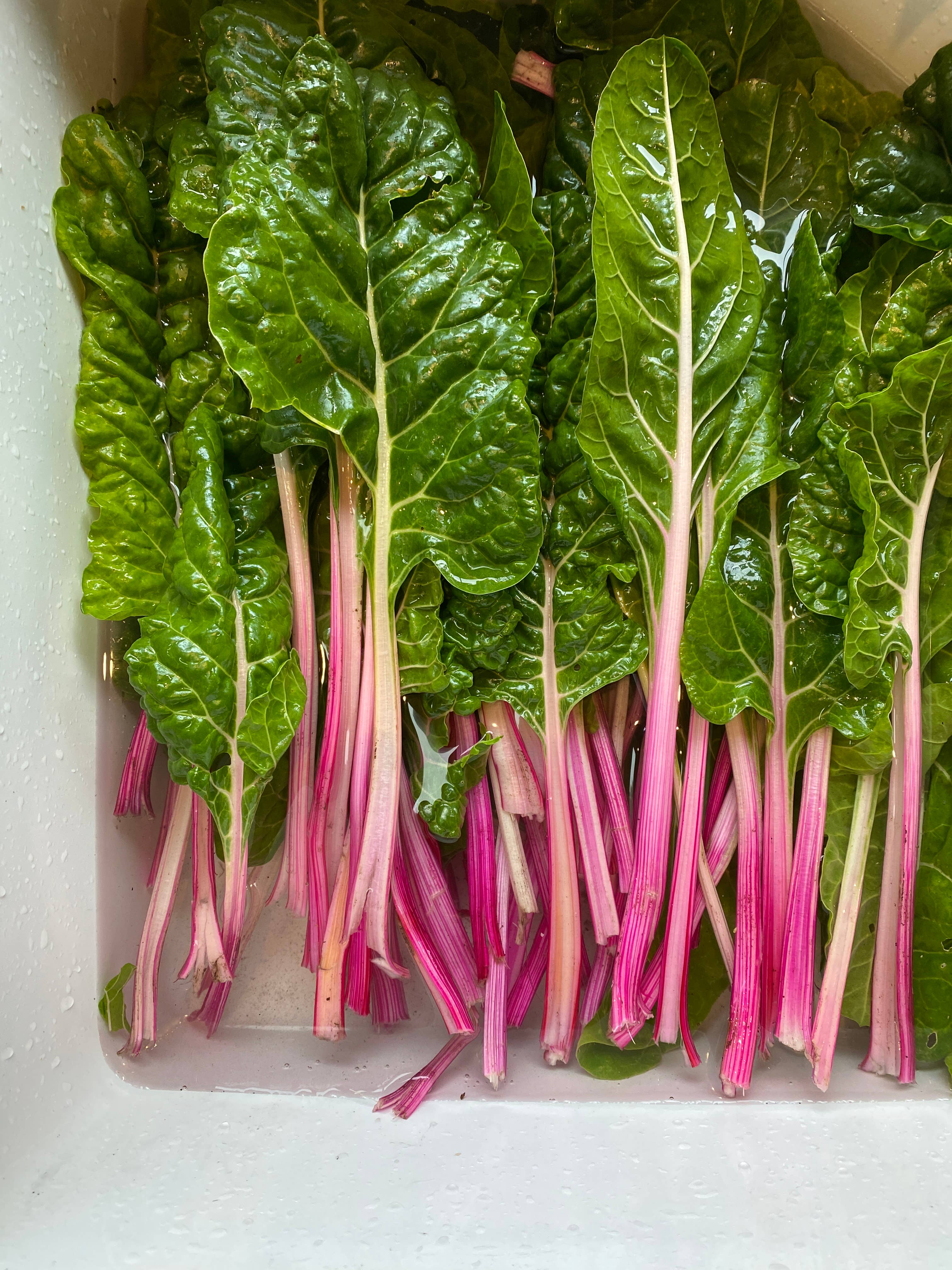 Petra Boase Grow Cards Chard